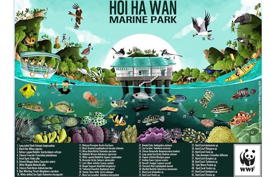 十分喜歡以卡通形式總結海下灣海岸公園的生物多樣性。